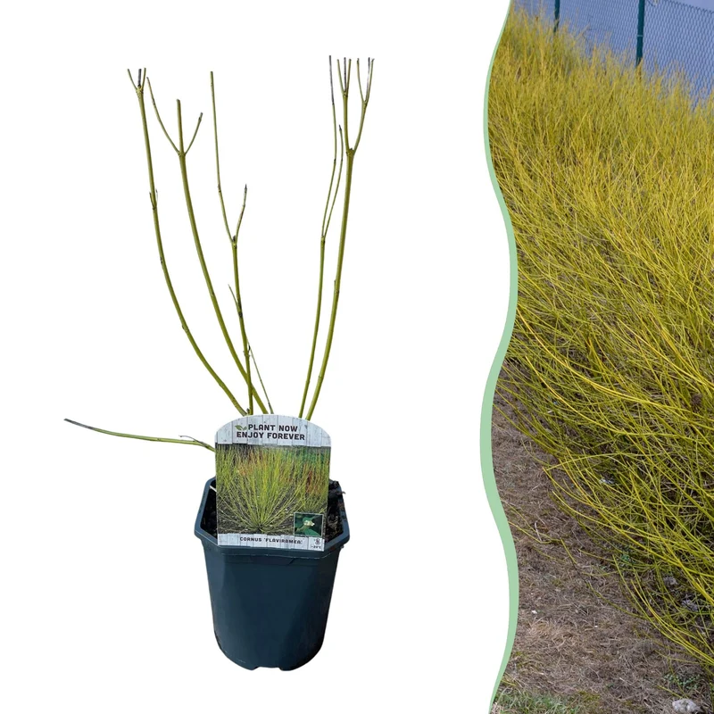 Cornus alba ‘Flaviramea’ – 1 Pflanze, grüne Zweige, Topf 17 cm, 45 cm Höhe