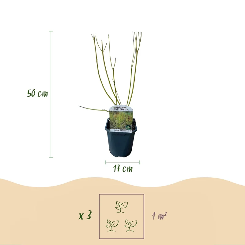 Cornus alba ‘Flaviramea’ – 1 Pflanze, grüne Zweige, Topf 17 cm, 45 cm Höhe