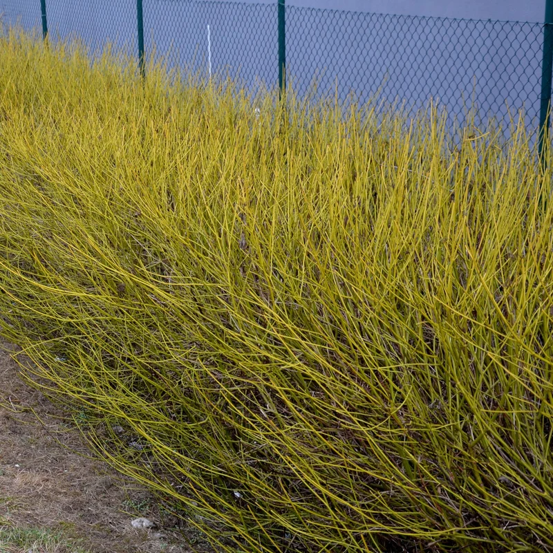 Cornus alba ‘Flaviramea’ – 1 Pflanze, grüne Zweige, Topf 17 cm, 45 cm Höhe