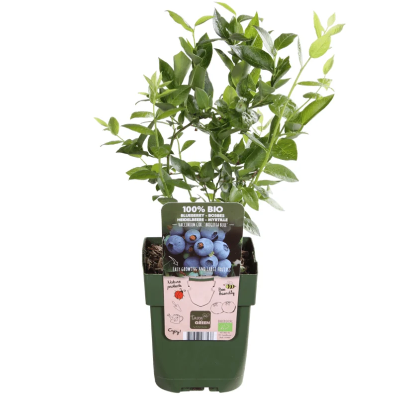 Heidelbeerpflanze aus Bio-Anbau – 13 cm Topf, 20 cm Höhe