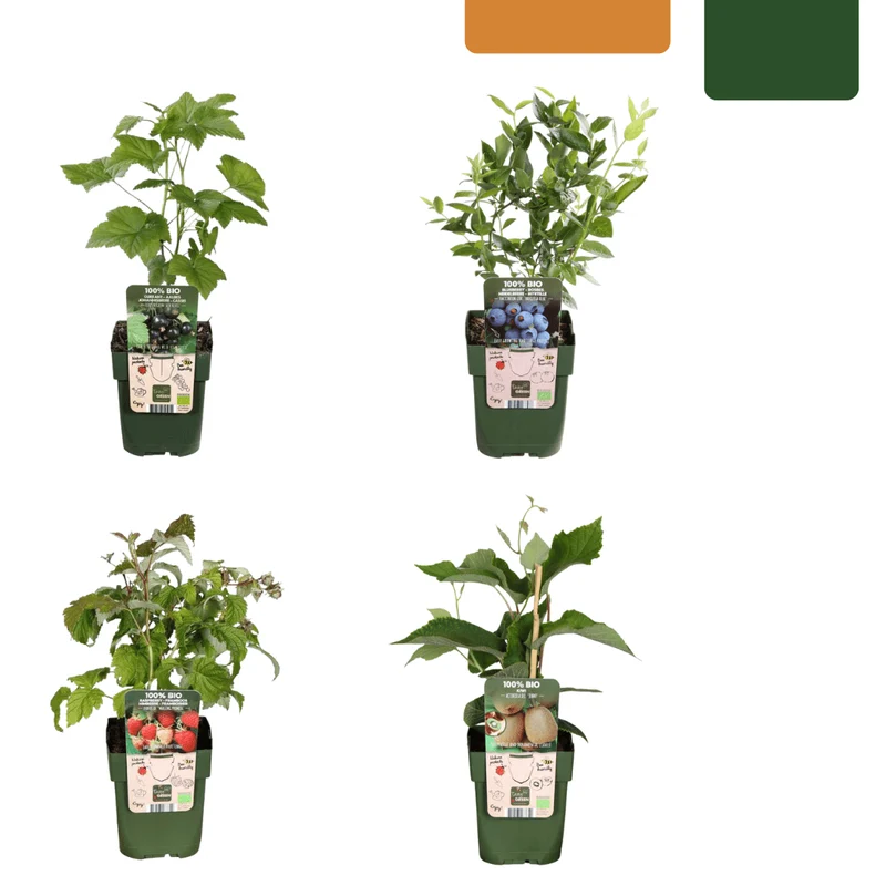 BIO Obstpflanzen-Mix „Sommerfrüchte“ – Set mit 4 Sorten