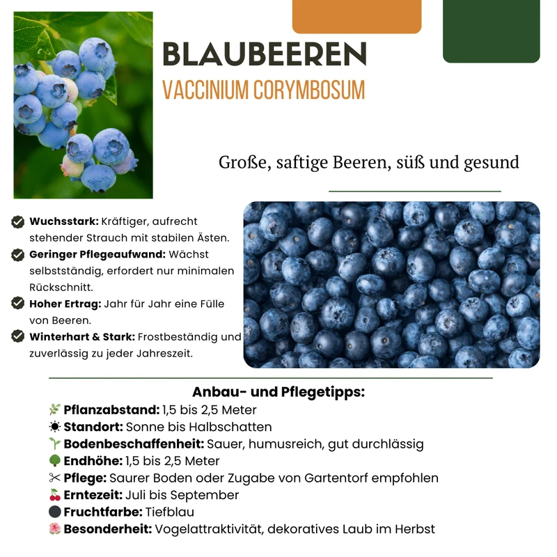BIO Obstpflanzen-Mix „Sommerfrüchte“ – Set mit 4 Sorten