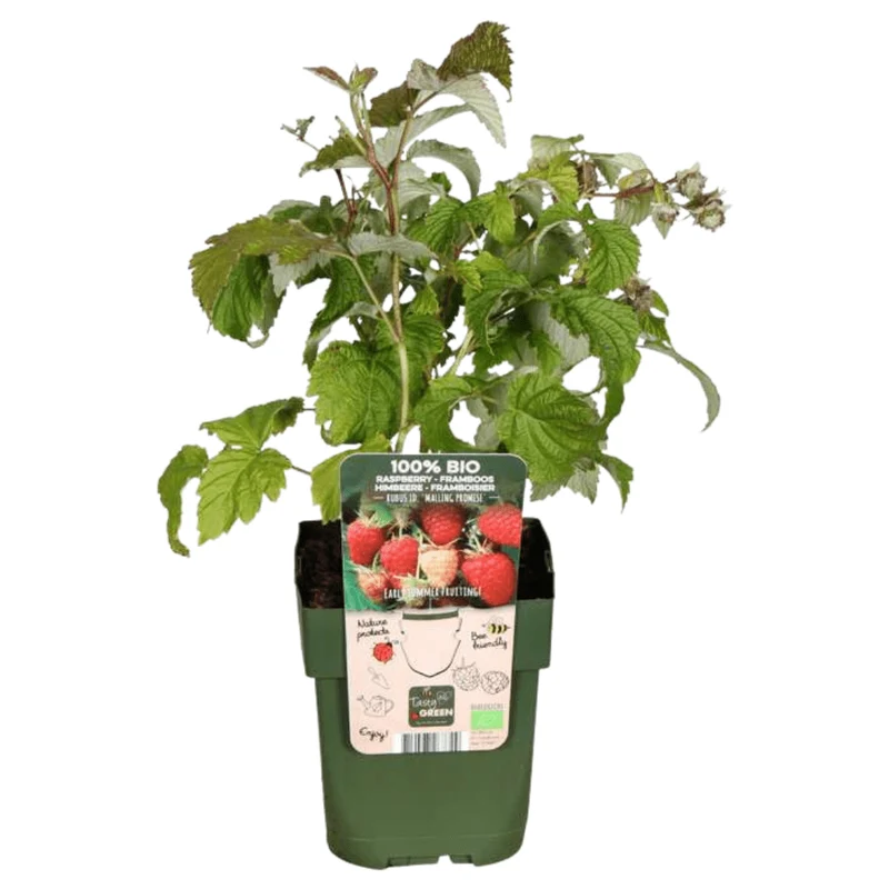 Økologisk hindbær – robust ung plante, 13 cm potte, 20 cm høj
