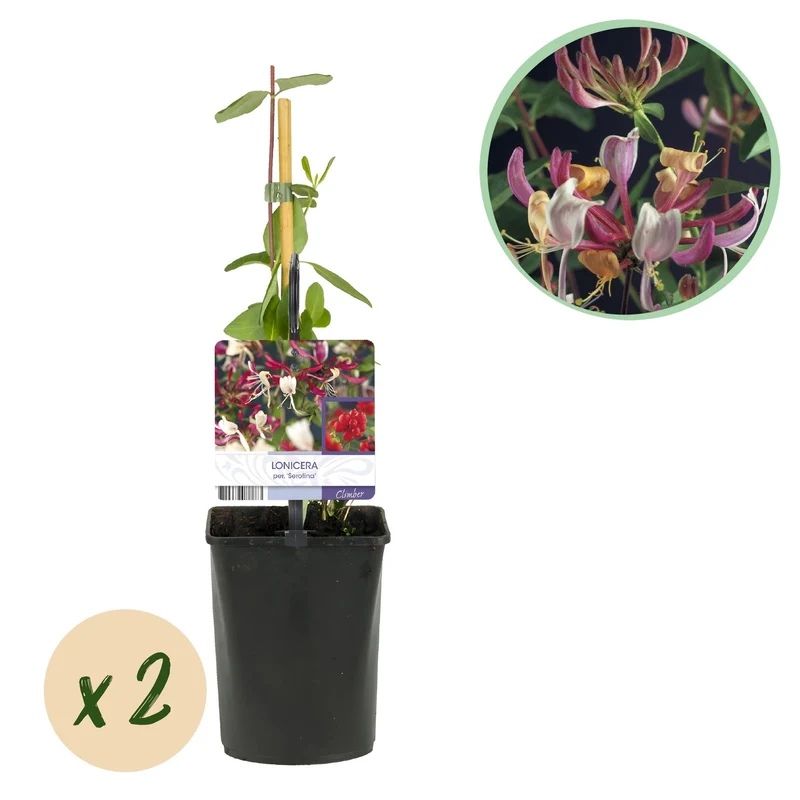 GreenboutiQ - Wiciokrzew - Lonicera serotina - Kwiaty różowe z białymi - Niskie wymagania pielęgnacyjne - 2 rośliny - doniczka 11 cm, wysokość 40 cm