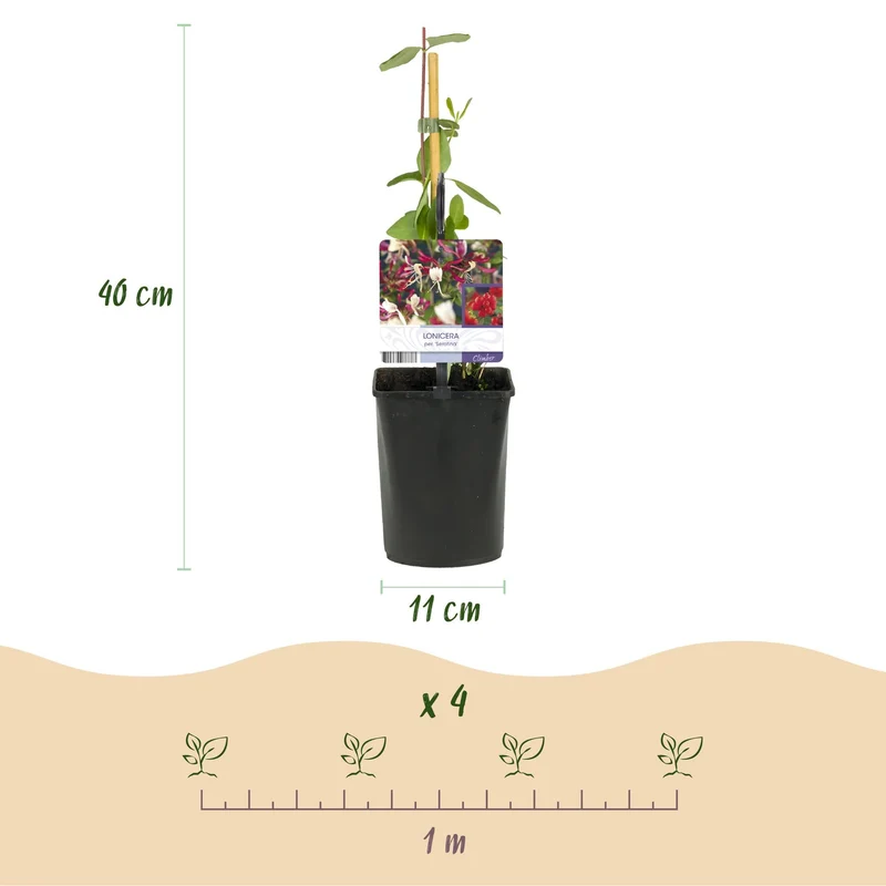 GreenboutiQ - Wiciokrzew - Lonicera serotina - Kwiaty różowe z białymi - Niskie wymagania pielęgnacyjne - 2 rośliny - doniczka 11 cm, wysokość 40 cm