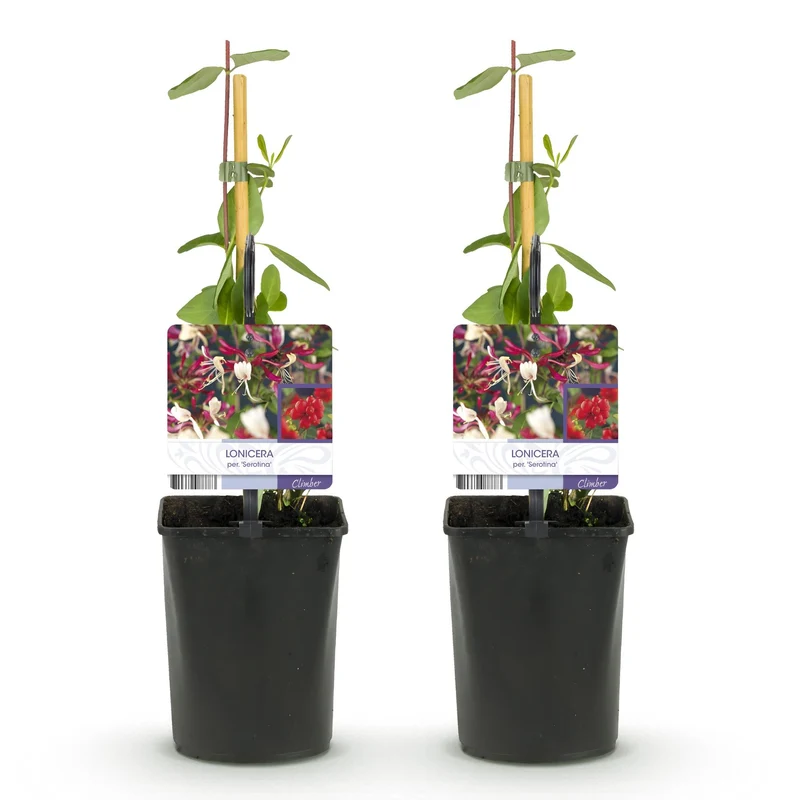 GreenboutiQ - Wiciokrzew - Lonicera serotina - Kwiaty różowe z białymi - Niskie wymagania pielęgnacyjne - 2 rośliny - doniczka 11 cm, wysokość 40 cm