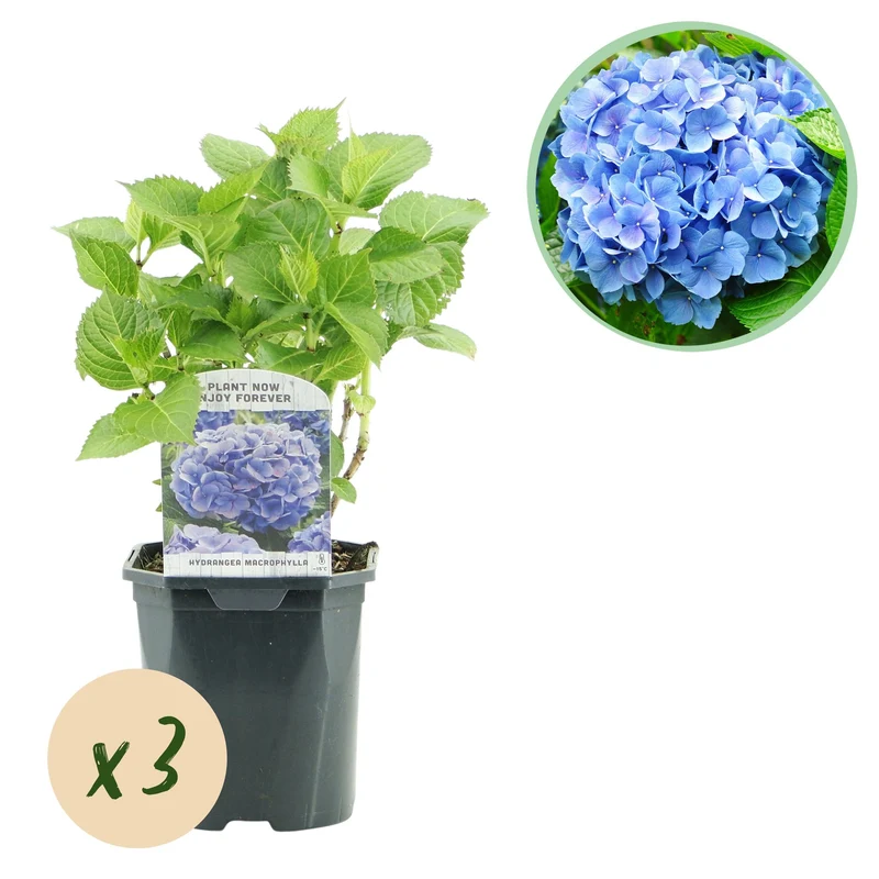 Hydrangea macrophylla – robuste Hortensie in mehreren Farben - 3 Pflanzen, 17 cm Topf, 30 cm Höhe