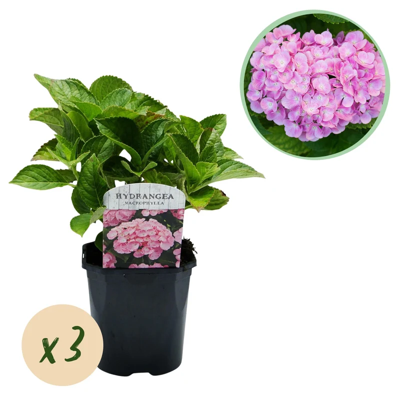 Hydrangea macrophylla – robuste Hortensie in mehreren Farben - 3 Pflanzen, 17 cm Topf, 30 cm Höhe