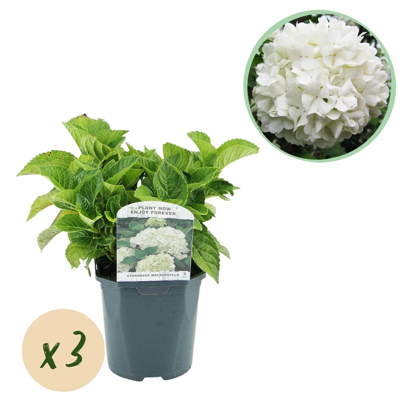 Hydrangea macrophylla – robuste Hortensie in mehreren Farben - 3 Pflanzen, 17 cm Topf, 30 cm Höhe