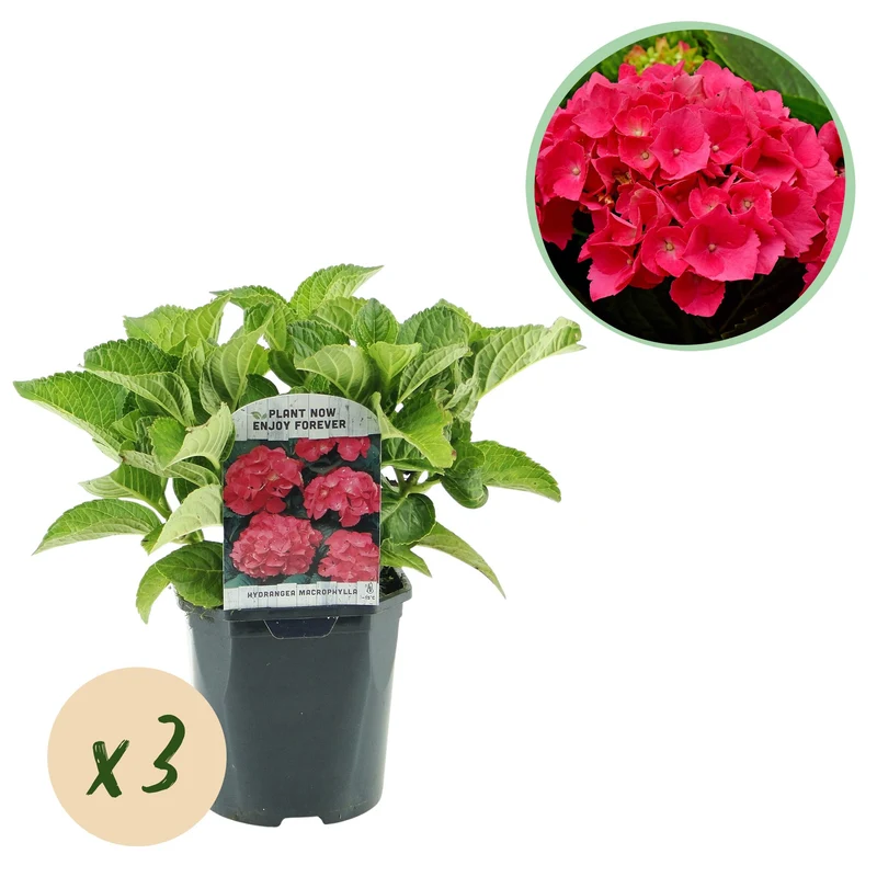 Hydrangea macrophylla – robuste Hortensie in mehreren Farben - 3 Pflanzen, 17 cm Topf, 30 cm Höhe