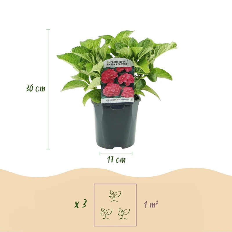 Hydrangea macrophylla – robuste Hortensie in mehreren Farben - 1 Pflanze, 17 cm Topf, 30 cm Höhe