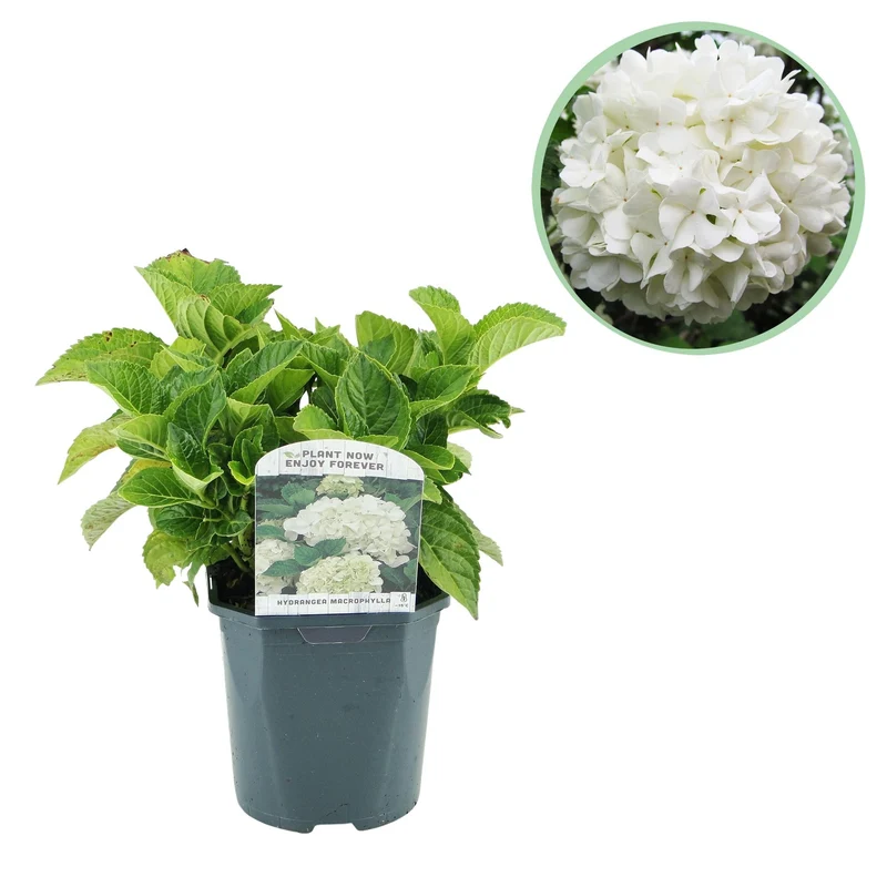 Hydrangea macrophylla – robuste Hortensie in mehreren Farben - 1 Pflanze, 17 cm Topf, 30 cm Höhe