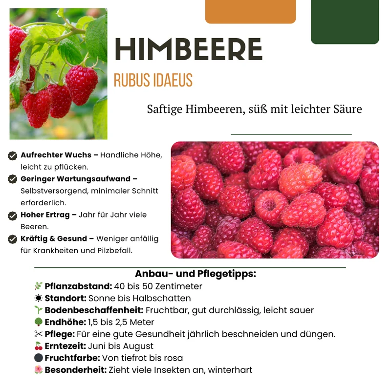 BIO Obstpflanzen-Mix „Früchteparadies“ – 4 verschiedene Obstsorten