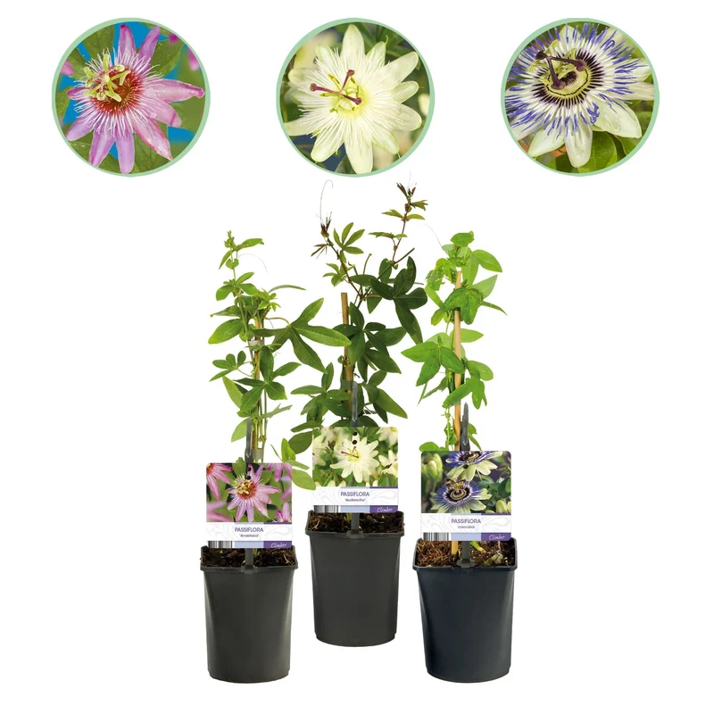 Passionsblomst 'Tricolour' – farverig klatreplante, 3 planter, 11 cm potte, 40 cm høj