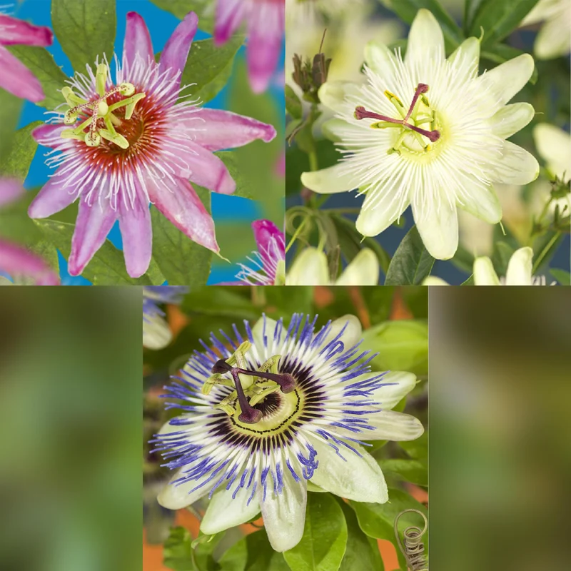 Passionsblomst 'Tricolour' – farverig klatreplante, 3 planter, 11 cm potte, 40 cm høj