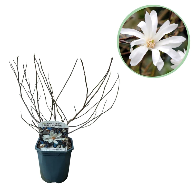 Magnolia stellata – weißblühender Zierstrauch, 1 Pflanze, 17 cm Topf, 45 cm Höhe