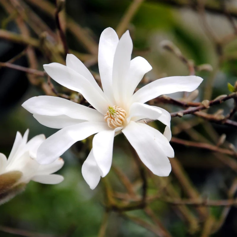 Magnolia stellata – weißblühender Zierstrauch, 1 Pflanze, 17 cm Topf, 45 cm Höhe