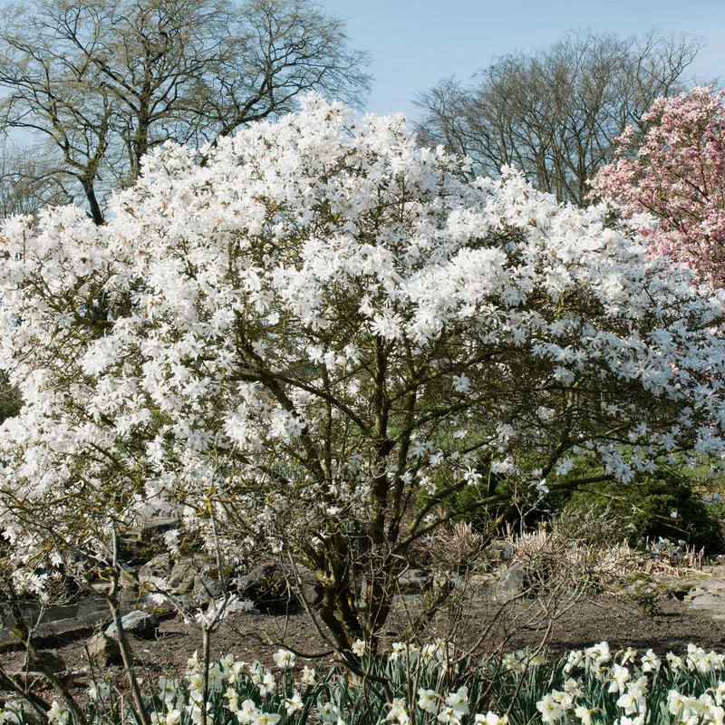 Magnolia stellata – weißblühender Zierstrauch, 1 Pflanze, 17 cm Topf, 45 cm Höhe