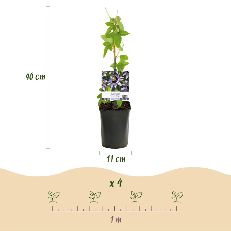 GreenboutiQ - Passionsblume - Passiflora Rainbow - Blume Rosa Weiß Lila Grün - Wenig Pflege - 4 Pflanzen - Topf 11cm Höhe 40cm