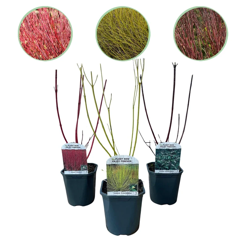 Hartriegel ‘Tricolour’ (Cornus alba) – 3 Pflanzen, laubabwerfend, 17-cm-Topf, 45 cm Höhe