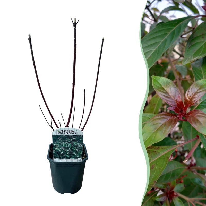 Cornus alba ‘Kesselringii’ – Zierhartriegel mit dunklen Zweigen, 45 cm hoch