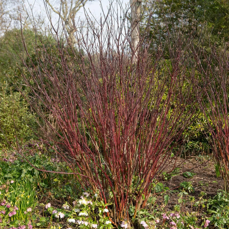 Cornus alba ‘Kesselringii’ – Zierhartriegel mit dunklen Zweigen, 45 cm hoch