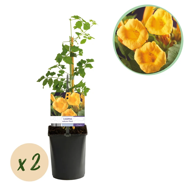 Campsis radicans 'Flava' – gulblomstrende trompetranke, 2 planter, 11 cm potte, 40 cm højde