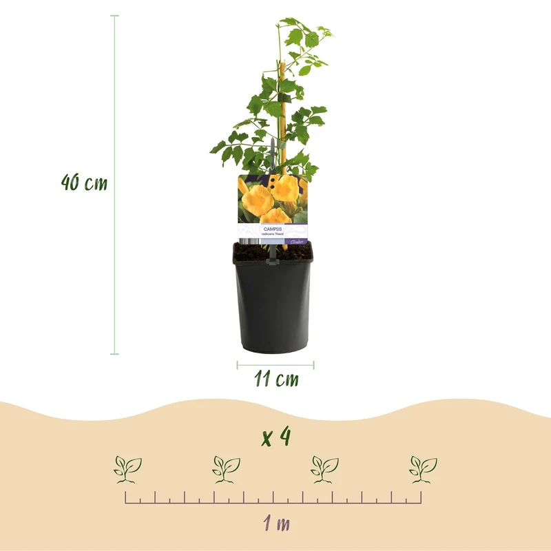 Campsis radicans 'Flava' – gulblomstrende trompetranke, 2 planter, 11 cm potte, 40 cm højde