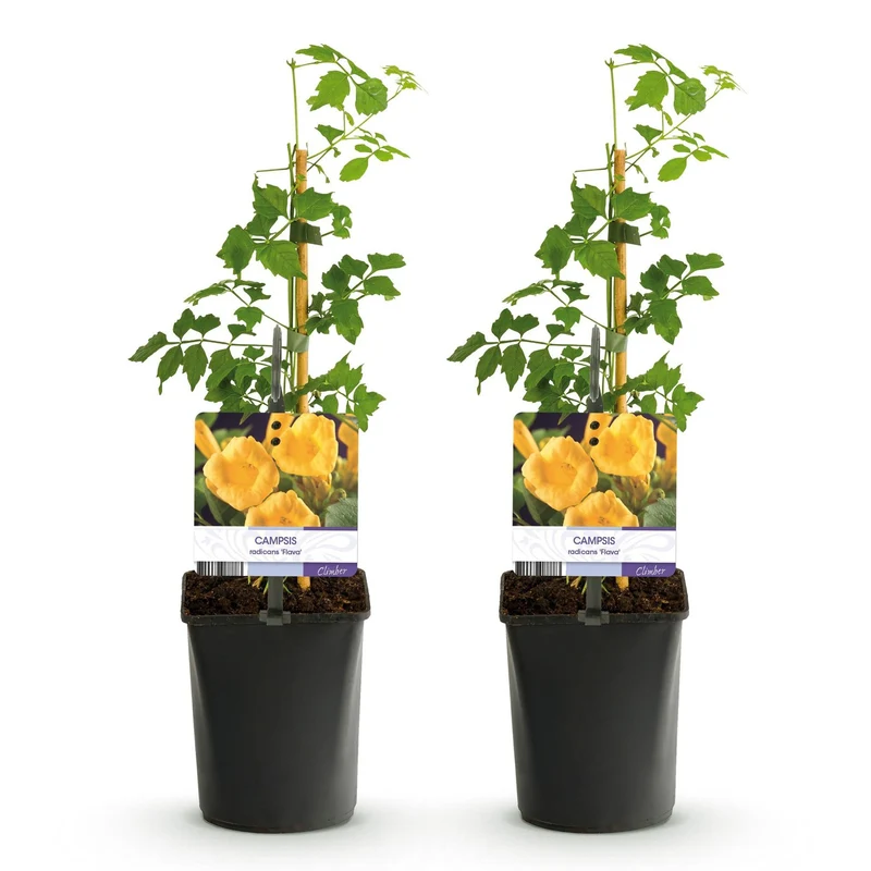 Campsis radicans 'Flava' – gulblomstrende trompetranke, 2 planter, 11 cm potte, 40 cm højde