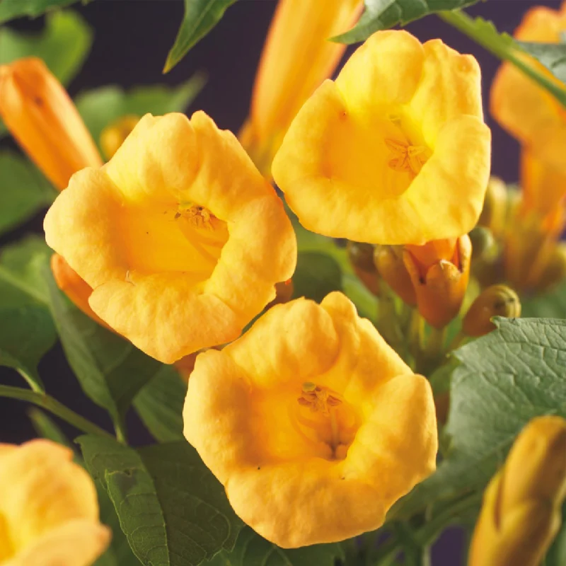 Campsis radicans 'Flava' – gulblomstrende trompetranke, 2 planter, 11 cm potte, 40 cm højde
