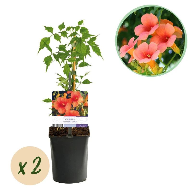 Campsis radicans ‘Madame Galen’ – Trompetenblume, orange blühend, 2 Pflanzen, 11 cm Topf, 40 cm Höhe