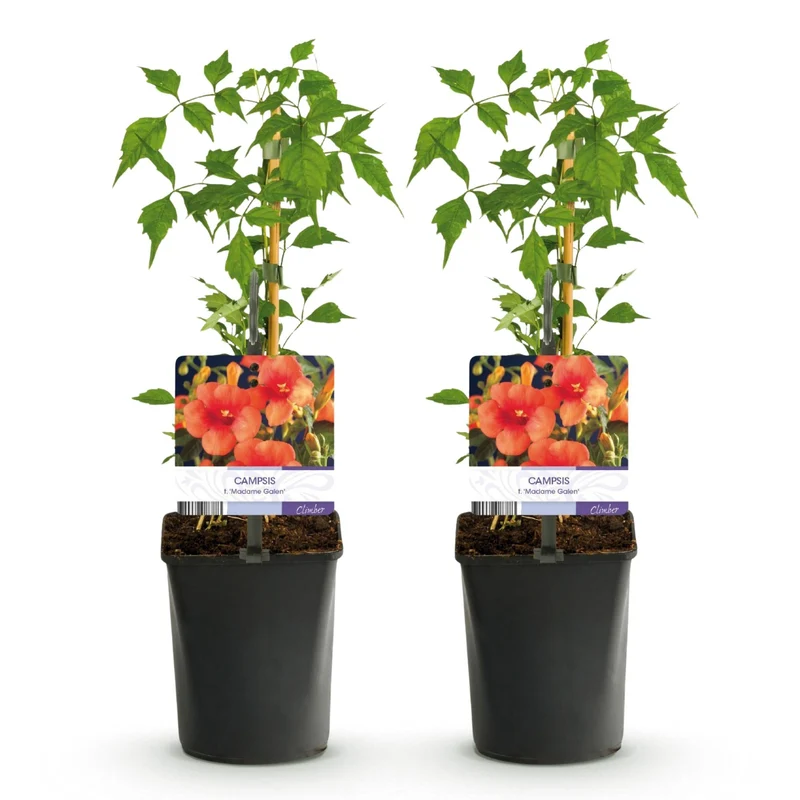 Campsis radicans ‘Madame Galen’ – Trompetenblume, orange blühend, 2 Pflanzen, 11 cm Topf, 40 cm Höhe