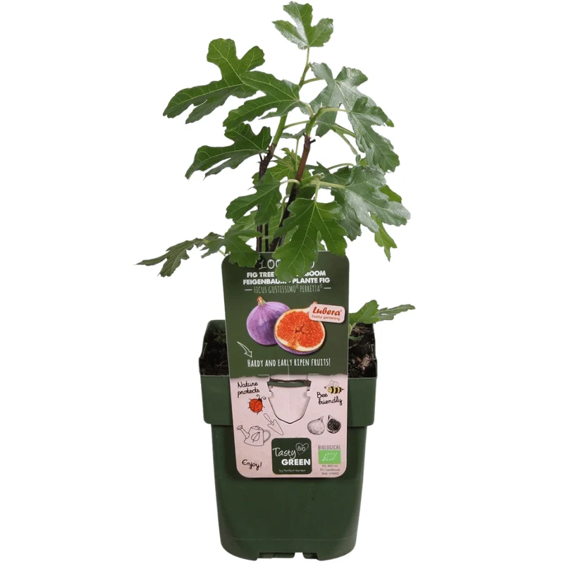 Figuier bio – jeune plant de figuier, Ø 13 cm, hauteur 20 cm