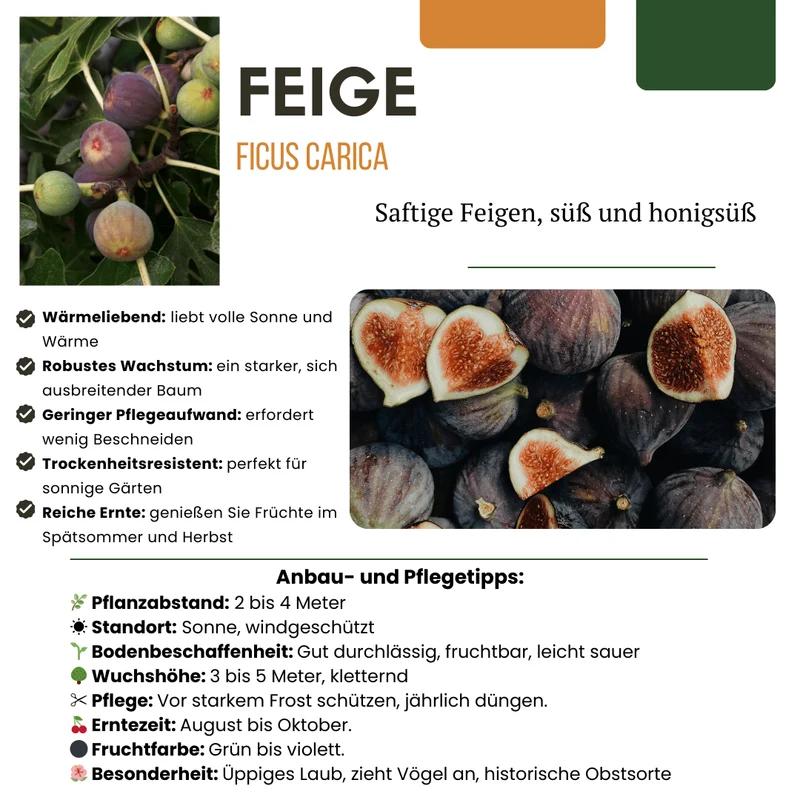 Figuier bio – jeune plant de figuier, Ø 13 cm, hauteur 20 cm