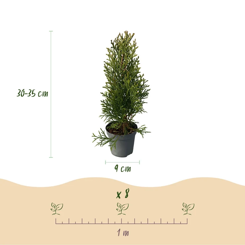 Lebensbaum ‘Smaragd’ (Thuja occidentalis) – 8 Pflanzen für 1 m Hecke, 30–35 cm Höhe, 9-cm-Topf