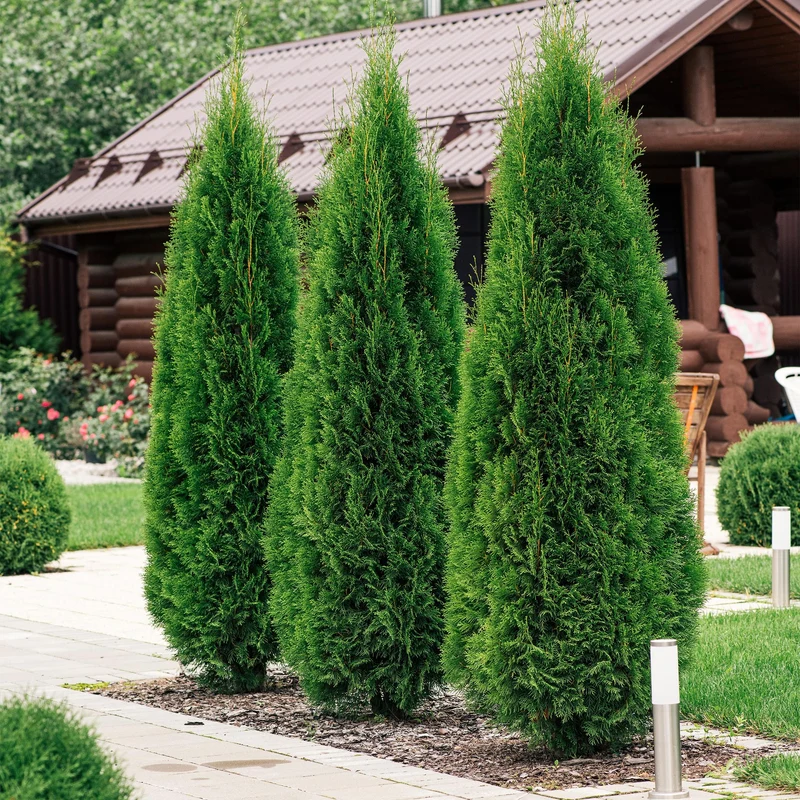Lebensbaum ‘Smaragd’ (Thuja occidentalis) – 8 Pflanzen für 1 m Hecke, 30–35 cm Höhe, 9-cm-Topf