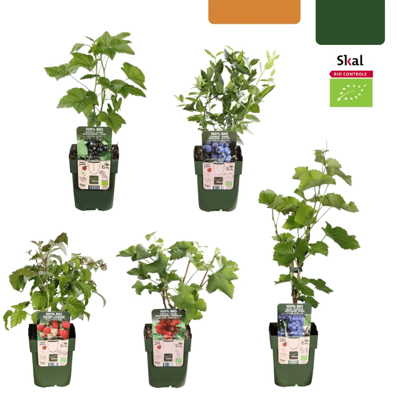BIO Obstpflanzen-Set „Früchte-Oase“ – Mix aus 5 Sorten