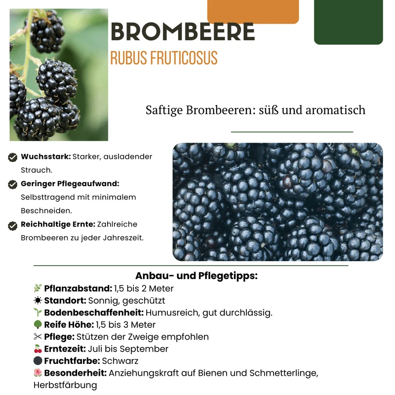 BIO Obstpflanzen-Set „Früchte-Oase“ – Mix aus 5 Sorten