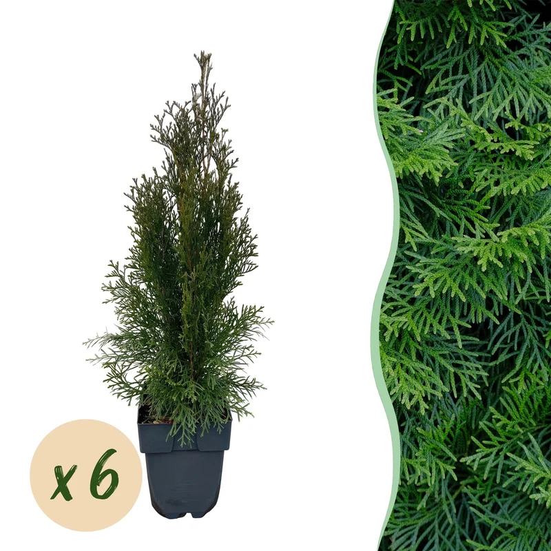 GreenboutiQ - Rośliny żywopłotowe - Thuja occidentalis Smaragd - Zielone liście - 6 roślin - 1 metr bieżący - Zimozielone - doniczka 17 cm, wysokość 60 cm