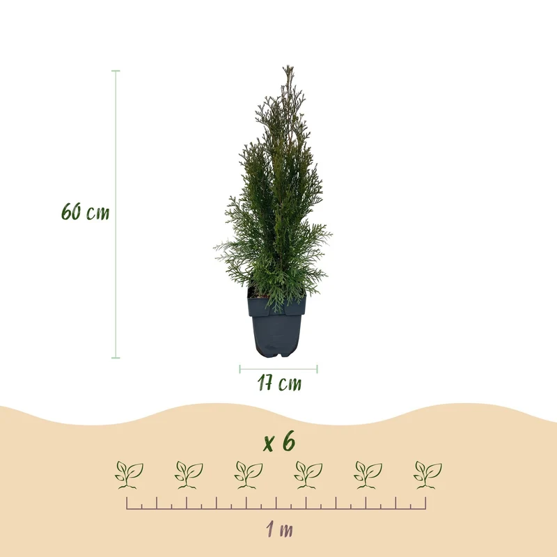 GreenboutiQ - Rośliny żywopłotowe - Thuja occidentalis Smaragd - Zielone liście - 6 roślin - 1 metr bieżący - Zimozielone - doniczka 17 cm, wysokość 60 cm