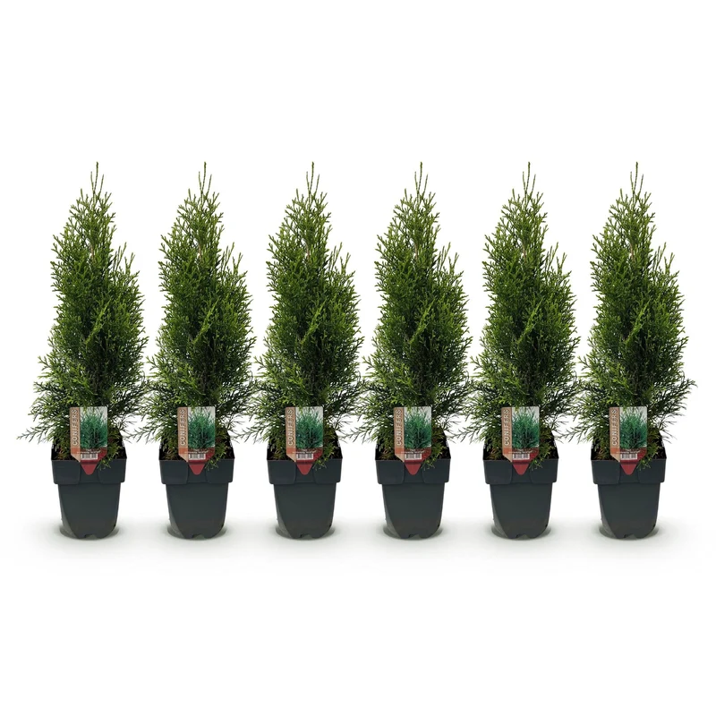 GreenboutiQ - Rośliny żywopłotowe - Thuja occidentalis Smaragd - Zielone liście - 6 roślin - 1 metr bieżący - Zimozielone - doniczka 17 cm, wysokość 60 cm