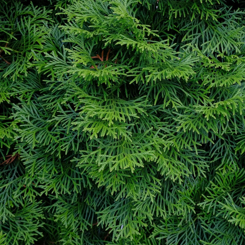 GreenboutiQ - Rośliny żywopłotowe - Thuja occidentalis Smaragd - Zielone liście - 6 roślin - 1 metr bieżący - Zimozielone - doniczka 17 cm, wysokość 60 cm