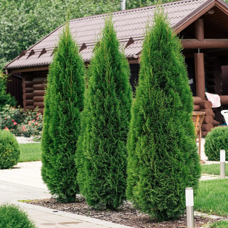 GreenboutiQ - Rośliny żywopłotowe - Thuja occidentalis Smaragd - Zielone liście - 6 roślin - 1 metr bieżący - Zimozielone - doniczka 17 cm, wysokość 60 cm