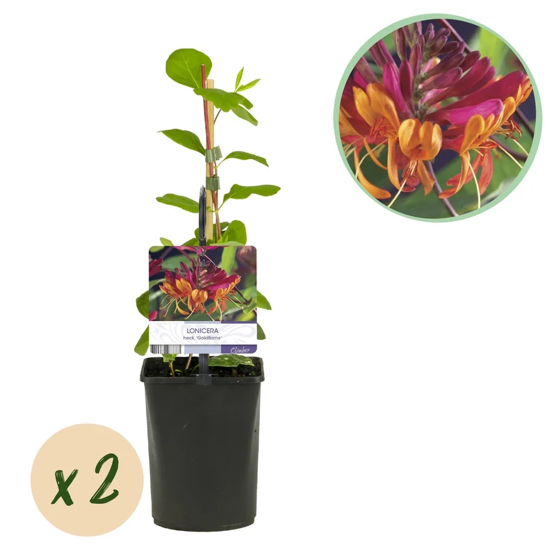 Geißblatt ‘Goldflame’ – kletternde Sorte mit rosa-gelben Blüten, 2 Pflanzen, 11-cm-Topf, 40 cm Höhe