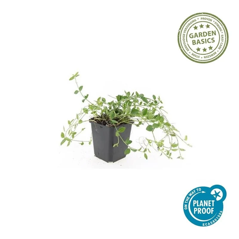 Petite pervenche ‘Gertrude Jekyll’ – couvre-sol, floraison blanche, pot de 9 cm, 10–25 cm