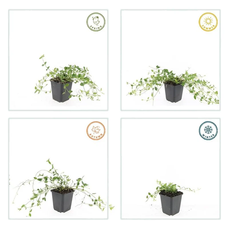 Petite pervenche ‘Gertrude Jekyll’ – couvre-sol, floraison blanche, pot de 9 cm, 10–25 cm