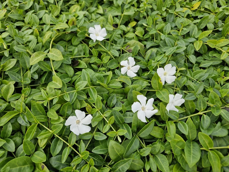 Petite pervenche ‘Gertrude Jekyll’ – couvre-sol, floraison blanche, pot de 9 cm, 10–25 cm