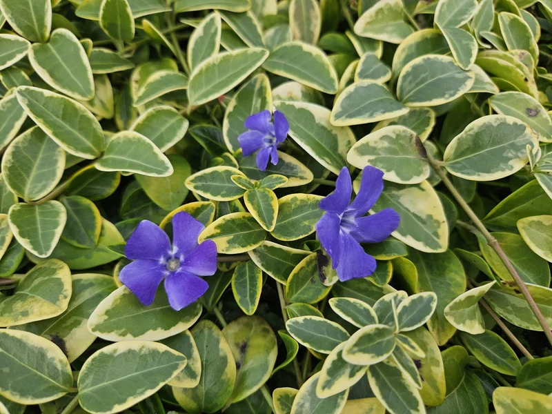 Lille strandsnegle 'Blå og Guld' (Vinca minor) – Ø9 cm, 10-25 cm højde