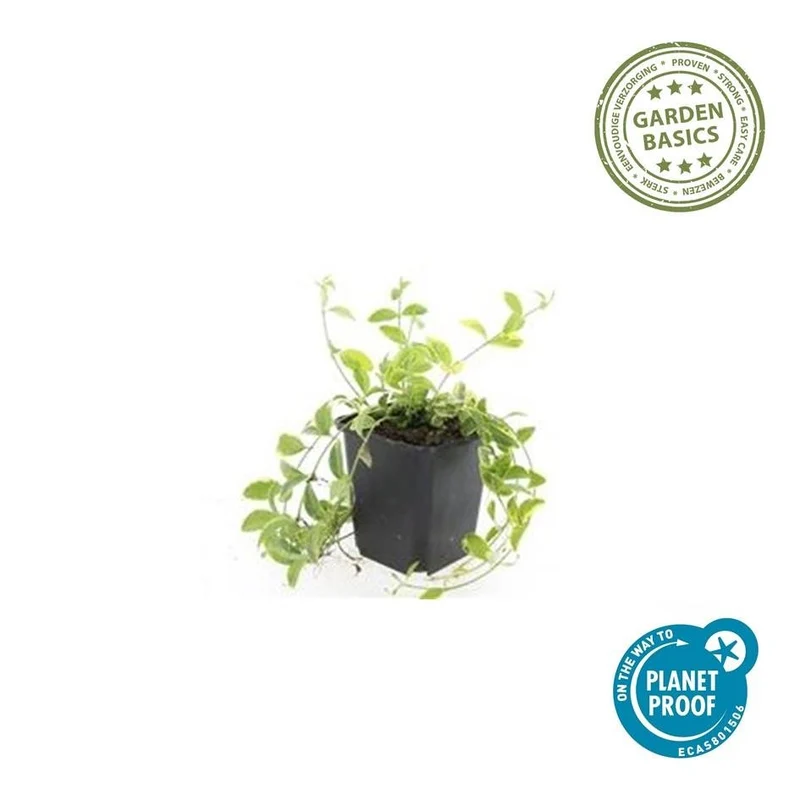 Immergrün ‘Aureovariegata’ – niedrig wachsend, 9 cm Topf, 10–25 cm Höhe
