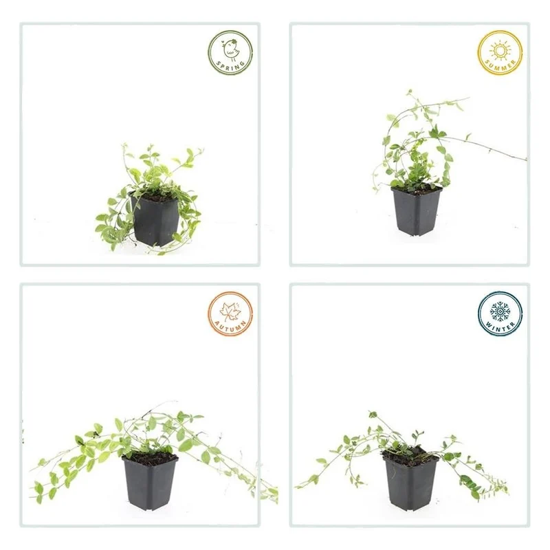 Immergrün ‘Aureovariegata’ – niedrig wachsend, 9 cm Topf, 10–25 cm Höhe